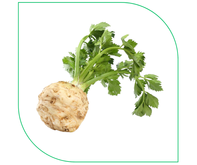 CELERY (KG)