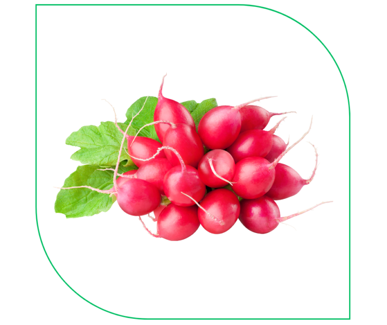 RADISH (PACK)