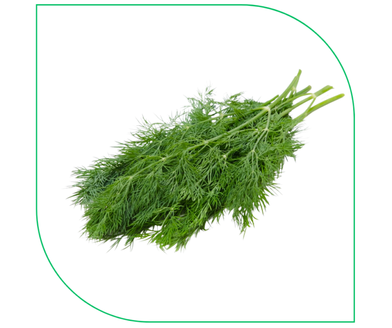 DILL (PCS)